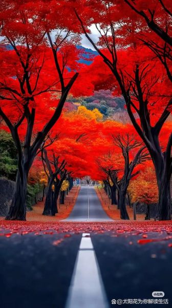 梦到枫叶林是什么意思_梦见枫叶林代表什么