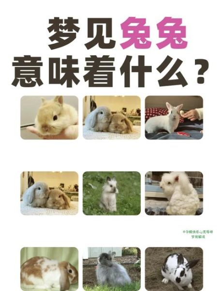 梦到兔子是什么意思_梦见兔子是吉兆吗
