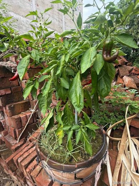 梦到院墙是什么意思_梦见院墙倒塌好不好