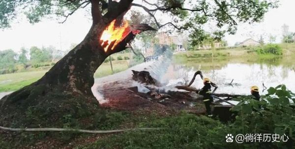 梦到大树着火_是什么意思