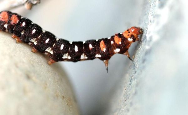 梦到多脚虫是什么意思_梦见多脚虫预示什么