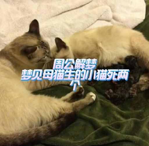 梦到母猫是什么意思_梦见母猫生小猫预示什么