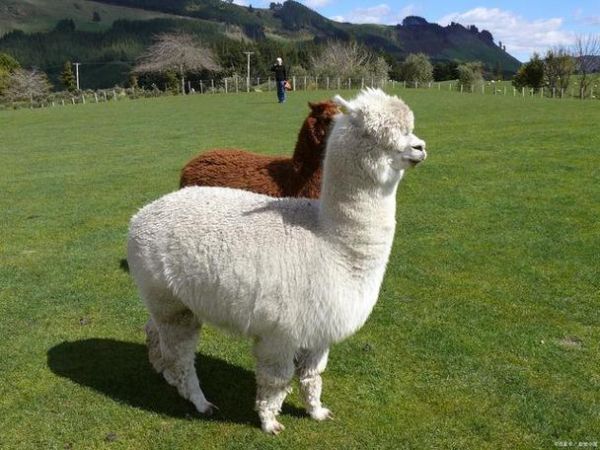 梦到羊驼是什么意思_羊驼在梦里象征什么