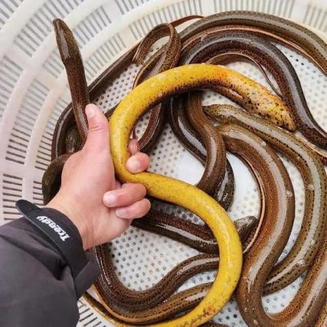 梦到鳝鱼是什么意思_梦见鳝鱼是吉是凶