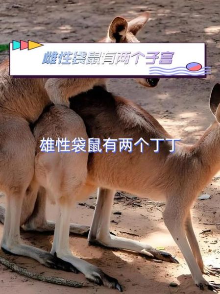 孕妇梦到袋鼠是什么意思_袋鼠胎梦预示男女吗