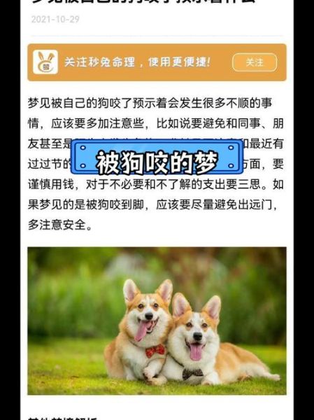梦见被狗追是什么意思_如何化解