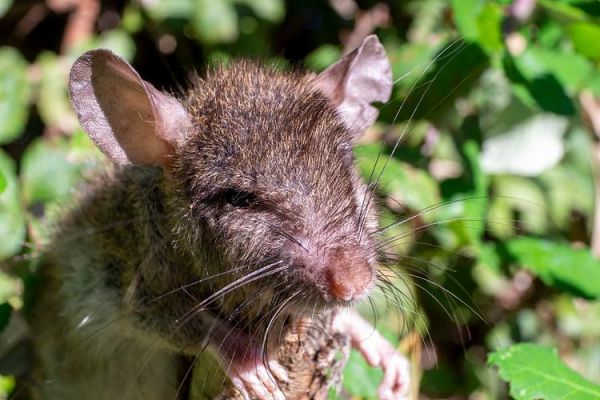 黑鼠是哪一年出生的_黑鼠命运如何