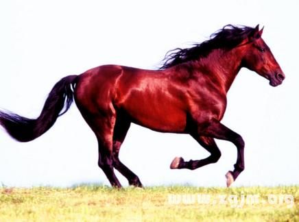 梦到骑红马_周公解梦