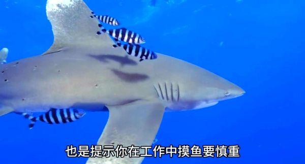 梦到鲨鱼血是什么意思_梦见鲨鱼流血预示什么