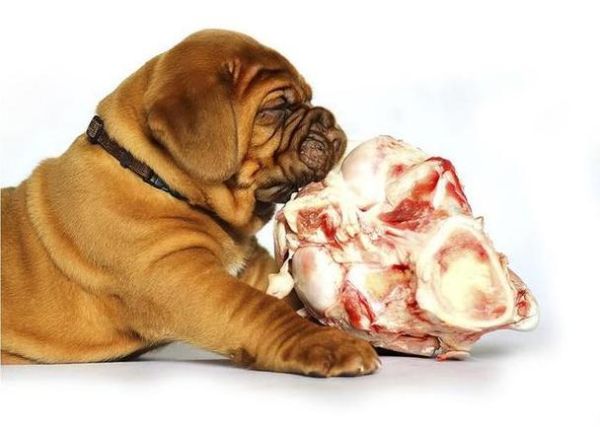 梦到啃骨头是什么意思_梦到啃骨头好不好