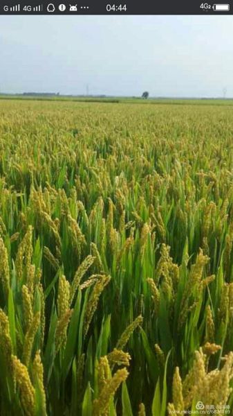 孕妇梦到水稻是什么意思_孕妇梦见水稻预示生男生女