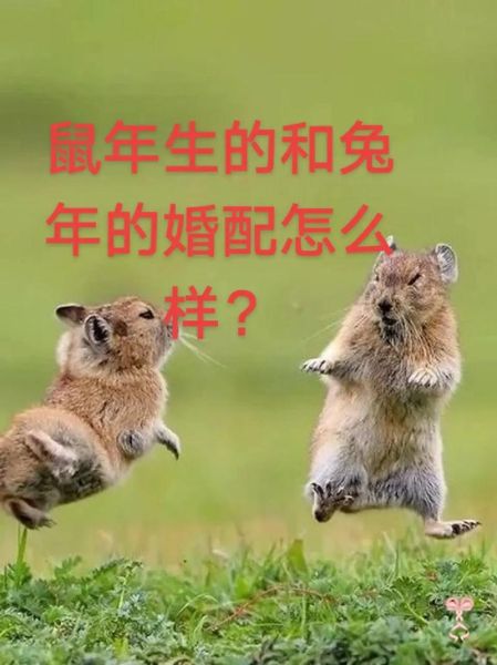 属兔属鼠相克怎么办_如何化解生肖冲突