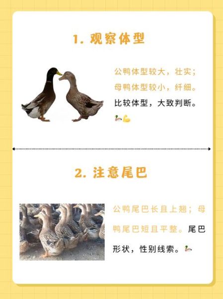 梦到抓鸭子是什么意思_梦到抓鸭子预示什么