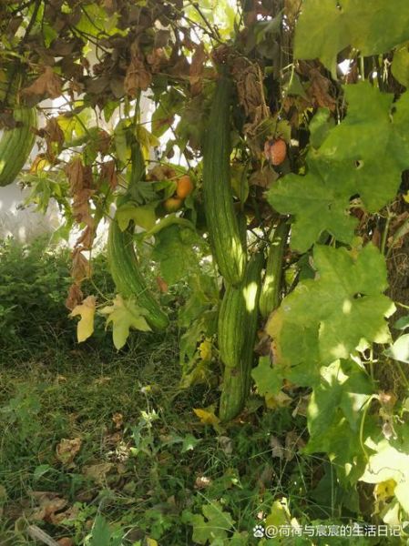 孕期梦到瓜是什么意思_孕妇梦见瓜类预示什么