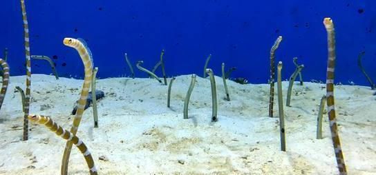 梦到龙潜水是什么意思_龙潜水梦境解析