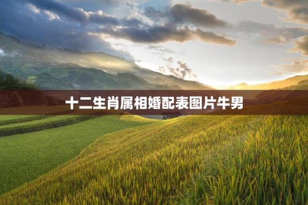 牛男和什么属相最配_牛男最佳婚配属相