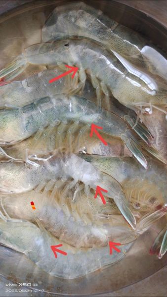 梦到好多虾是什么意思_梦见虾的吉凶预兆