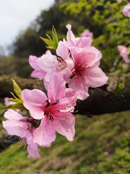 梦到走桃花运是什么意思_如何提升现实桃花