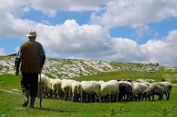 梦到别人在放羊是什么意思_梦见放羊的预兆