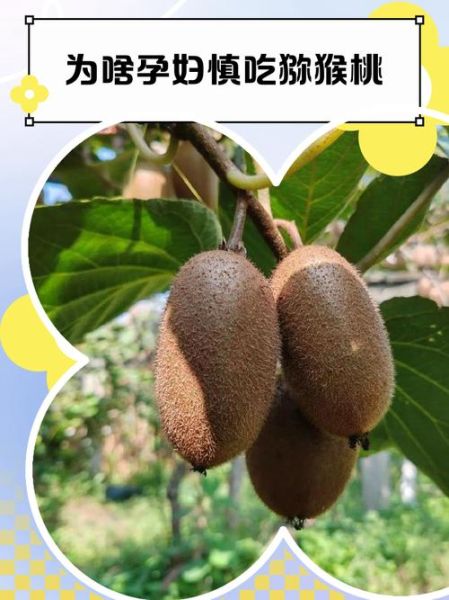 梦到摘猕猴桃是什么意思_梦见猕猴桃是胎梦吗