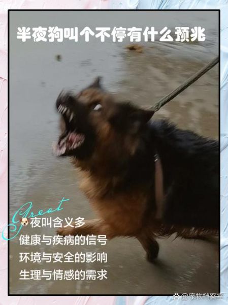 梦到买了小狗_什么预兆