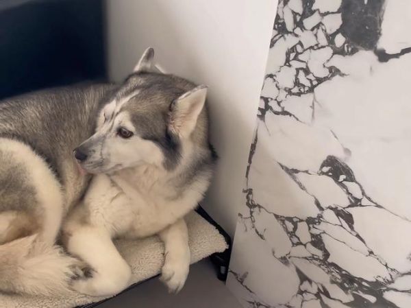 孕妇梦到哈士奇是什么意思_孕妇梦见哈士奇生男生女