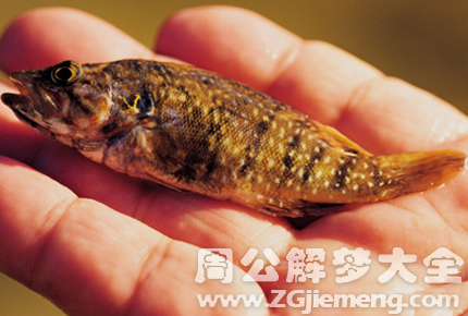 梦到鱼咬我_梦见鱼咬人是什么意思