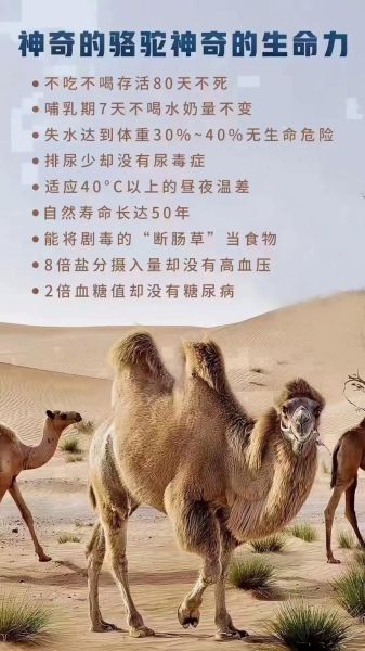 梦到骆驼是什么意思_梦见骆驼预示什么