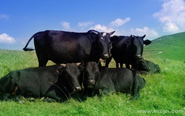 梦到黑牛是什么意思_黑牛在梦里预示什么