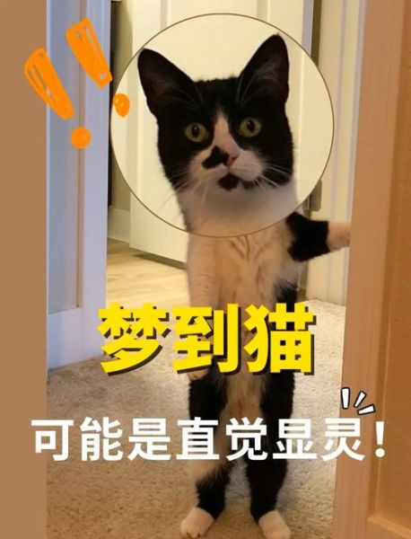 梦到猫撒娇是什么意思_猫撒娇梦境解析