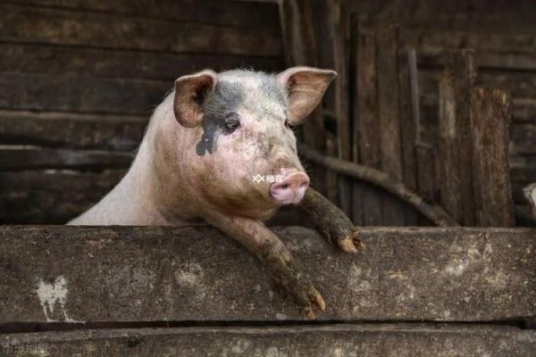 梦到进猪圈是什么意思_梦到进猪圈预示着什么