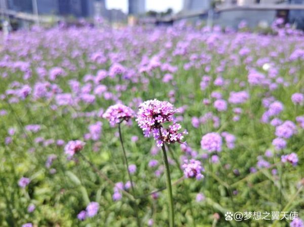 梦到去医院做手术_手术梦境预示什么