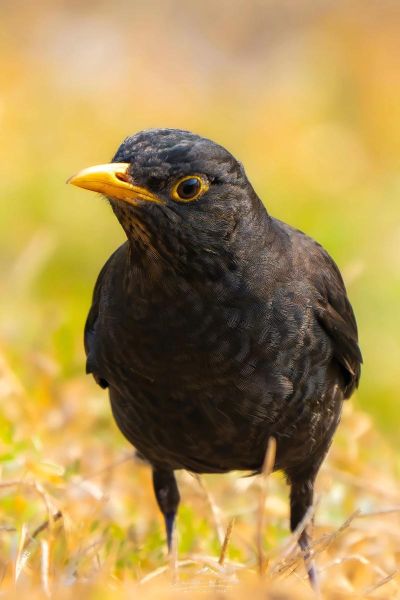 梦到黑鸟_黑鸟象征什么