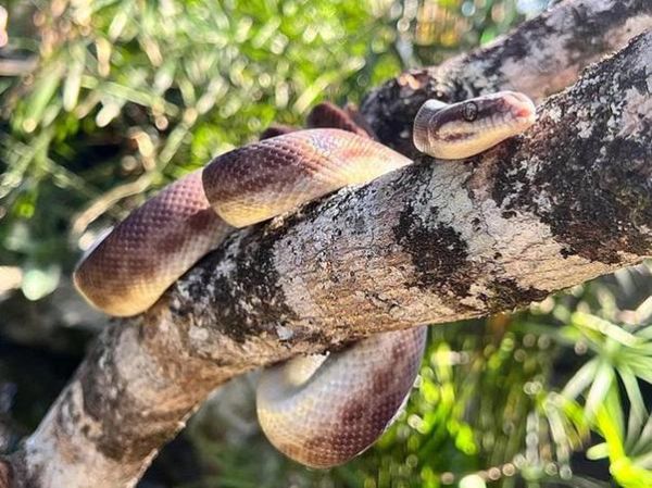 梦到手指被蛇咬了_是什么意思