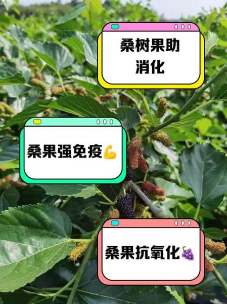 梦到桑树结满果实是什么意思_桑树果实梦境解析