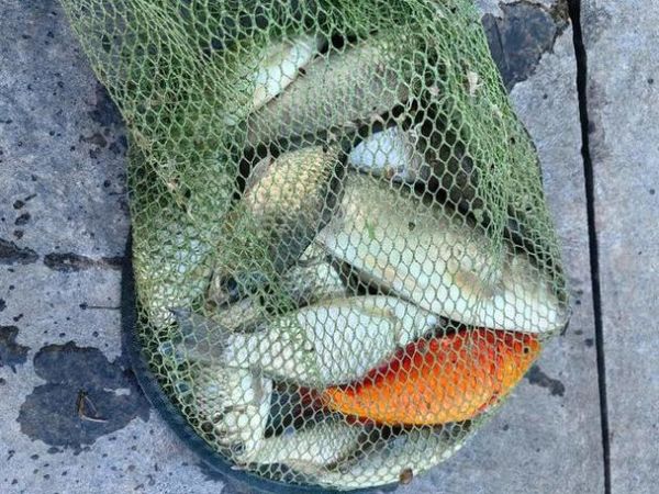 梦到钓鱼是什么意思_梦见自己钓鱼好不好