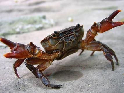 梦到螃蟹是什么意思_周公解梦梦到螃蟹好不好