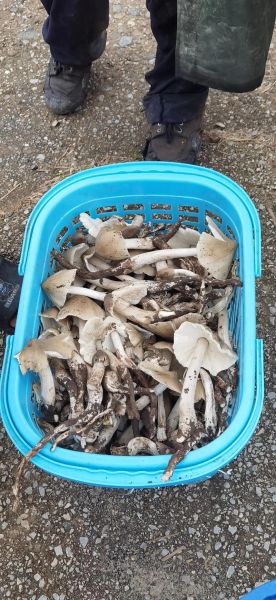 梦到捡鸡枞好不好_梦见捡鸡枞菌预示什么