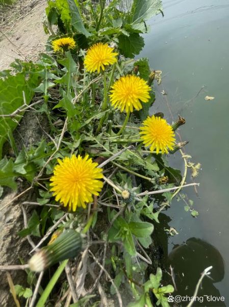 梦到蒲公英是什么意思_蒲公英梦境解析