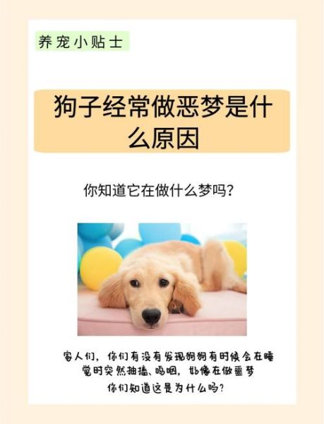 梦到狗快要死了是什么意思_如何化解不安