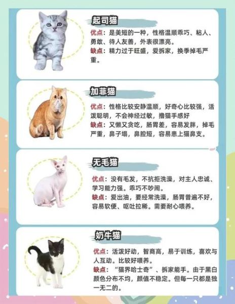 宠物属相怎么选_猫咪属相对运势影响