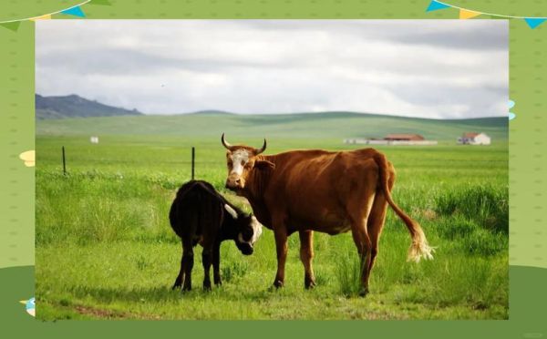 牛和羊属相和吗_牛与羊婚配好吗