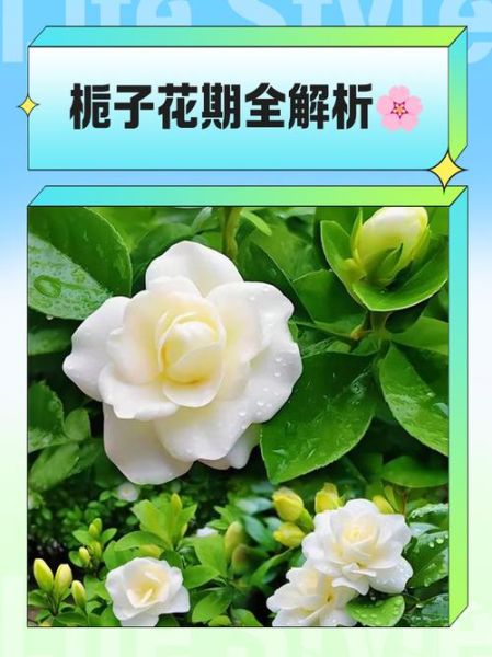 梦到栀子花开是什么意思_栀子花梦境解析