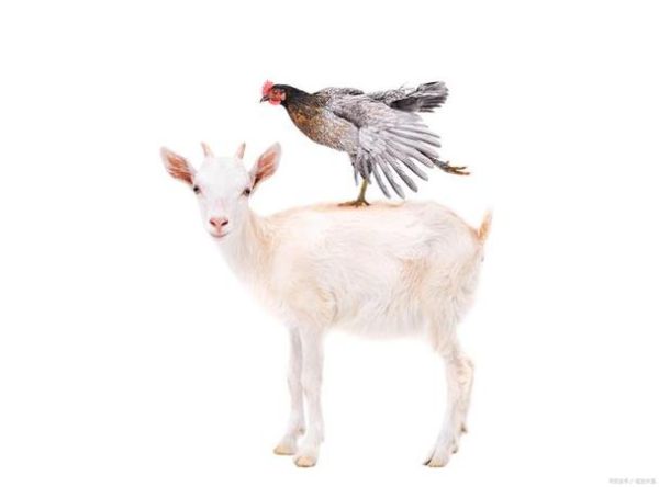 鸡和羊的属相合财吗_鸡羊合伙做生意能赚钱吗